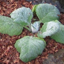 Salvia argentea