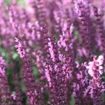 Salvia nemorosa ”Sensation deep rose”