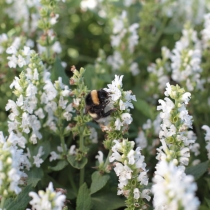 Salvia nemorosa "Sensation white"