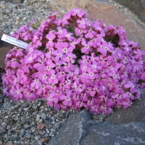 Saponaria ”Bressingham”