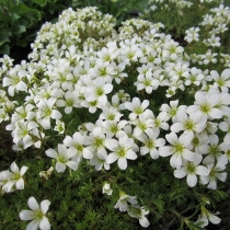 saxifraga oppositifolia