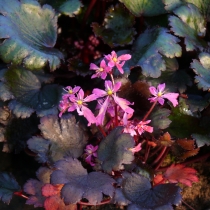 Saxifraga fortunei ”Black ruby”