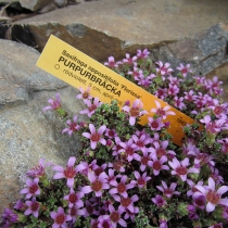 Saxifraga oppositifolia "Florissa"