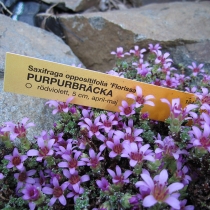 Saxifraga oppositifolia "Florissa"