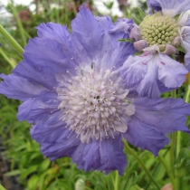 Scabiosa caucasica "Deep blue"