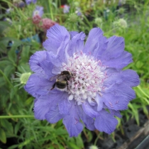 Scabiosa caucasica "Deep blue"