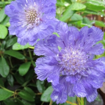 Scabiosa caucasica "Deep blue"