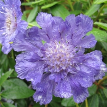 Scabiosa caucasica "Deep blue"