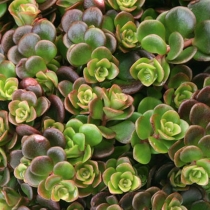 Sedum telephium "Coral reef"