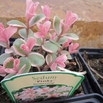 Sedum "Pinky stone crop"