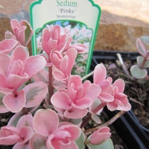 Sedum "Pinky stone crop"