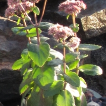 Sedum Telephium