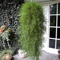 Agrostis stolonifera "Green twist"
