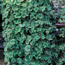 Glechoma variegata