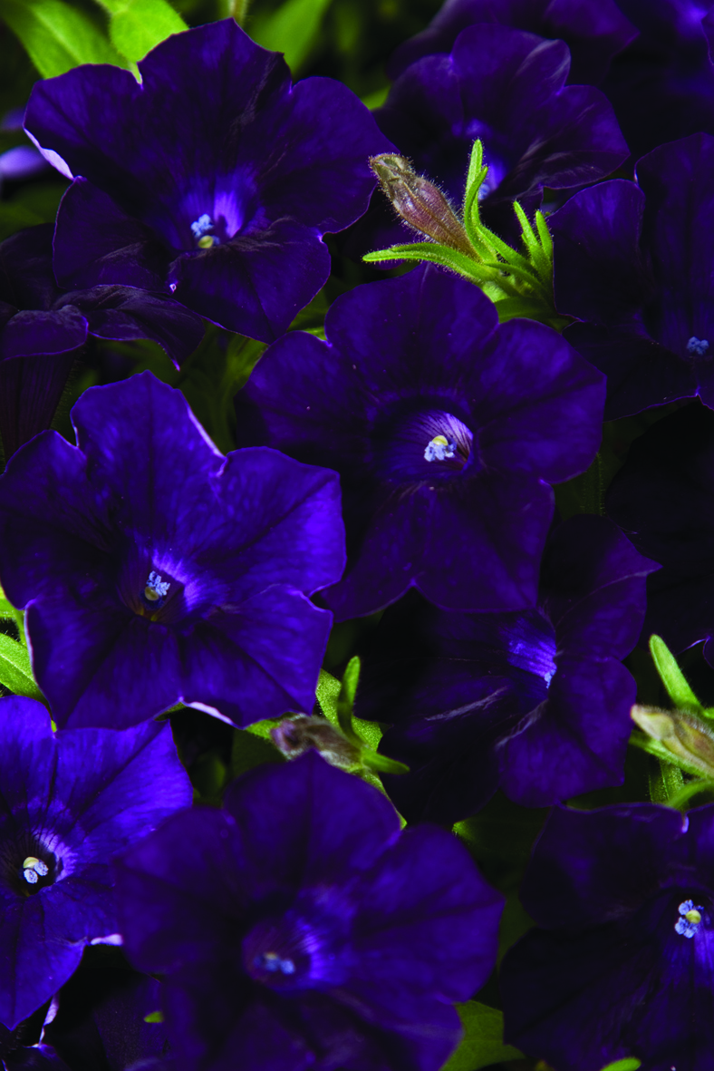 Petunia "Rhytm n Blues"
