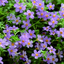 Bacopa blå Snöflinga