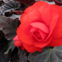 Knölbegonia Nonstop "Mocca Cherry"