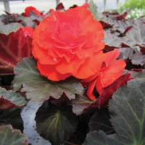 Knölbegonia Nonstop "Mocca Cherry"