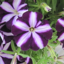 Petunia "Bonnie Purple Star"