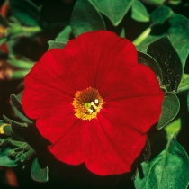 Petunia "Firestorm"