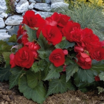 Knölbegonia "Go Early Scarlet Red"