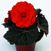 Knölbegonia Mocca "Deep Orange"