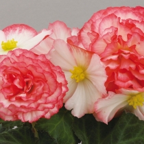 Knölbegonia Non Stop "Rose Petticoat"