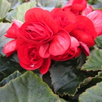 Knölbegonia "Go Early Scarlet Red"