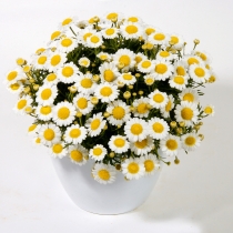 Margerit "LaRita Compact White"