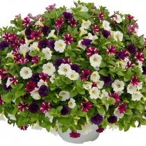 Littletunia "Rhytm n Blues"