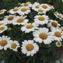 Margerit "LaRita Compact White"