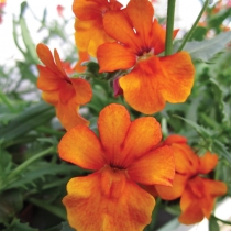 Nemesia "kumquat"