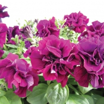 Petunia dubbel purpur