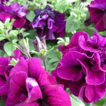 Petunia dubbel purpur