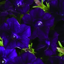 Petunia "Rhytm n Blues"