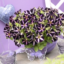 Petunia "Merlin"
