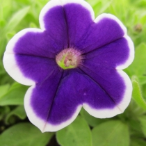 Petunia "Rhythm & Blues"