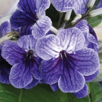 Streptocarpus Blålila