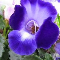 Torenia