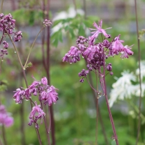 Thalictrum aquilegifolium
