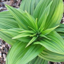 Veratrum