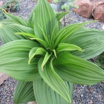 Veratrum