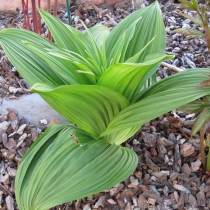 Veratrum