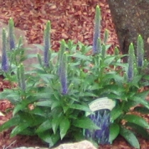 Veronica spicata "Ulster blue dwarf"